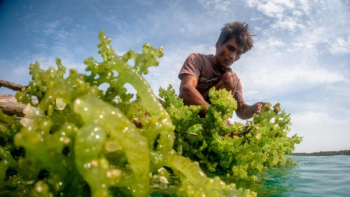 Rumput Laut 