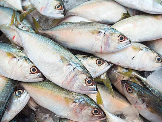 Ikan Laut